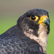 Wanderfalke