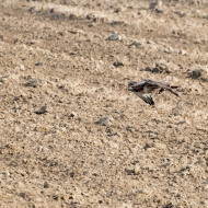 Rotschwanzbussard