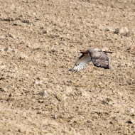 Rotschwanzbussard