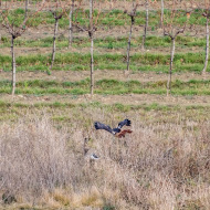 Rotschwanzbussard