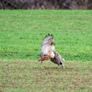 Rotschwanzbussard