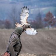 Rotschwanzbussard