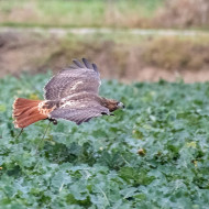 Rotschwanzbussard