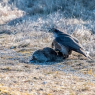 Habicht auf Kaninchen