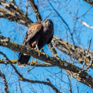 Wüstenbussard