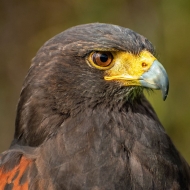 Wüstenbussard