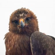 Habichtsadler