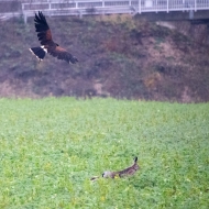 Wüstenbussard