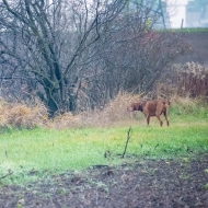 Hund steht vor