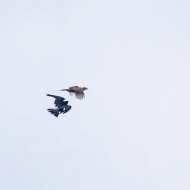 Wanderfalke und Fasan