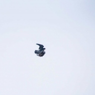Wanderfalke und Fasan