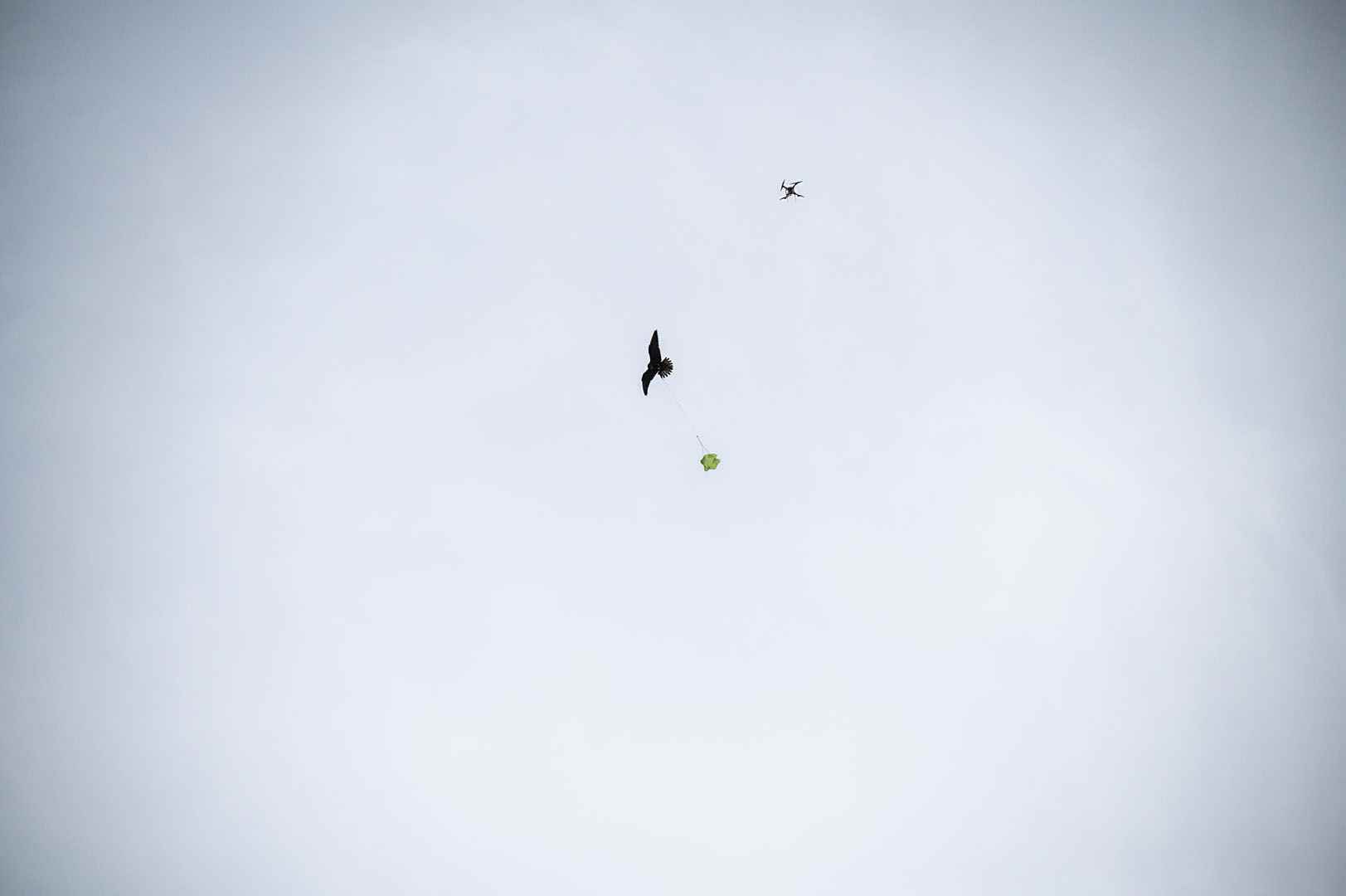 junger Falke mit Drohne