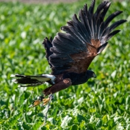 Wüstenbussard