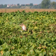 Wüstenbussard