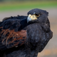 Wüstenbussard