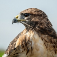 Rotschwanzbussard