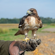 Rotschwanzbussard