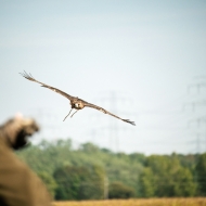 Rotschwanzbussard