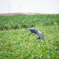 Blaubussard