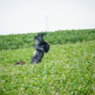 Blaubussard