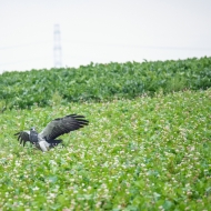 Blaubussard