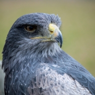 Blaubussard