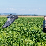 Blaubussard