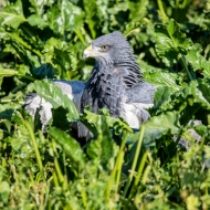 Blaubussard