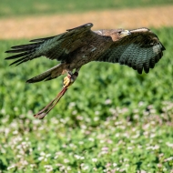 Habichtsadler