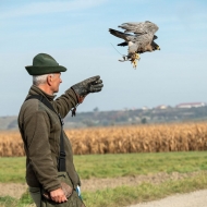 Wanderfalke