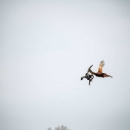 Wanderfalke und Fasan