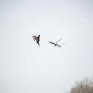 Wanderfalke und Fasan