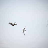 Wanderfalke und Fasan