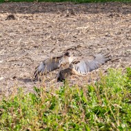 Rotschwanzbussard