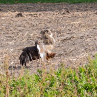 Rotschwanzbussard