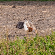 Rotschwanzbussard