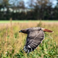Rotschwanzbussard