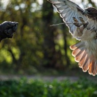 Rotschwanzbussard