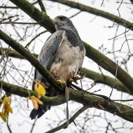 Blaubussard