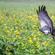 Blaubussard