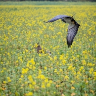 Blaubussard