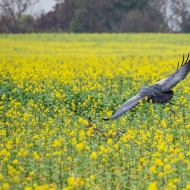 Blaubussard