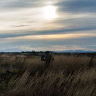 2312840-Falkner-pano