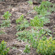 2313983-Suchbild-Hase