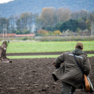 2313986-Hase-im-Eck