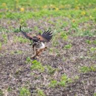 2314007-Harris_