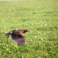 2414597-Habichtsadler