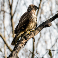 2414796-xxx-Bussard