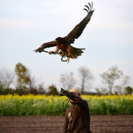 Habichtsadler