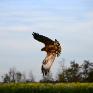 Habichtsadler